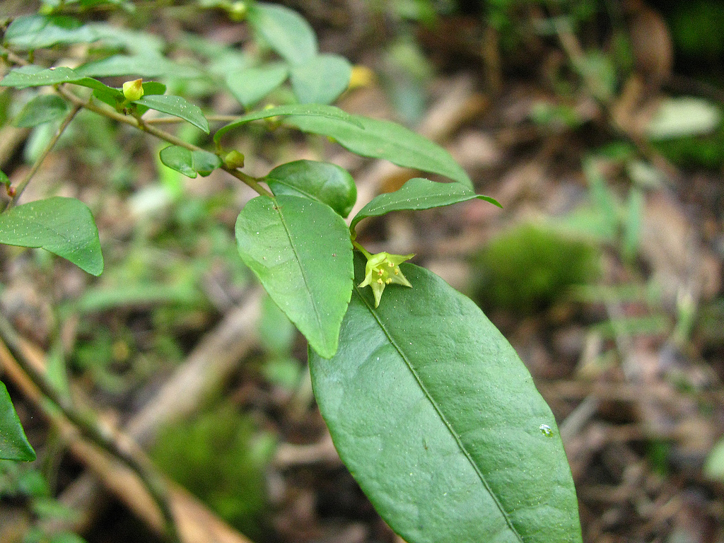 Sporkehout (Vuilboom) - Rhamnus frangula