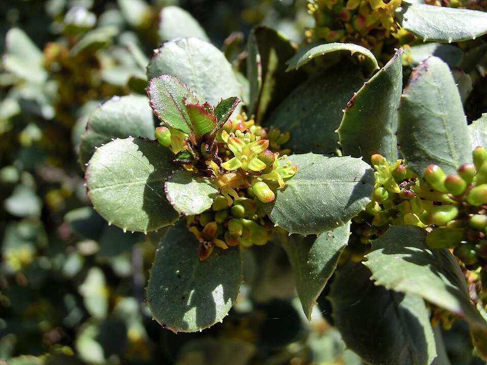 Sporkehout (Vuilboom) - Rhamnus frangula