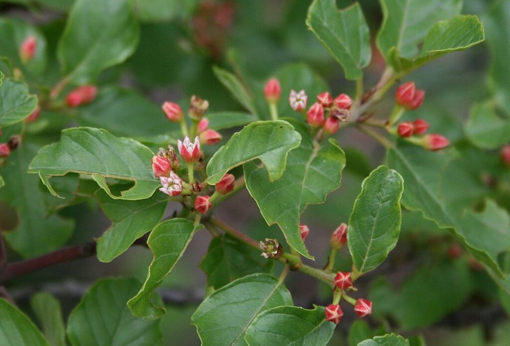 Sporkehout (Vuilboom) - Rhamnus frangula 2